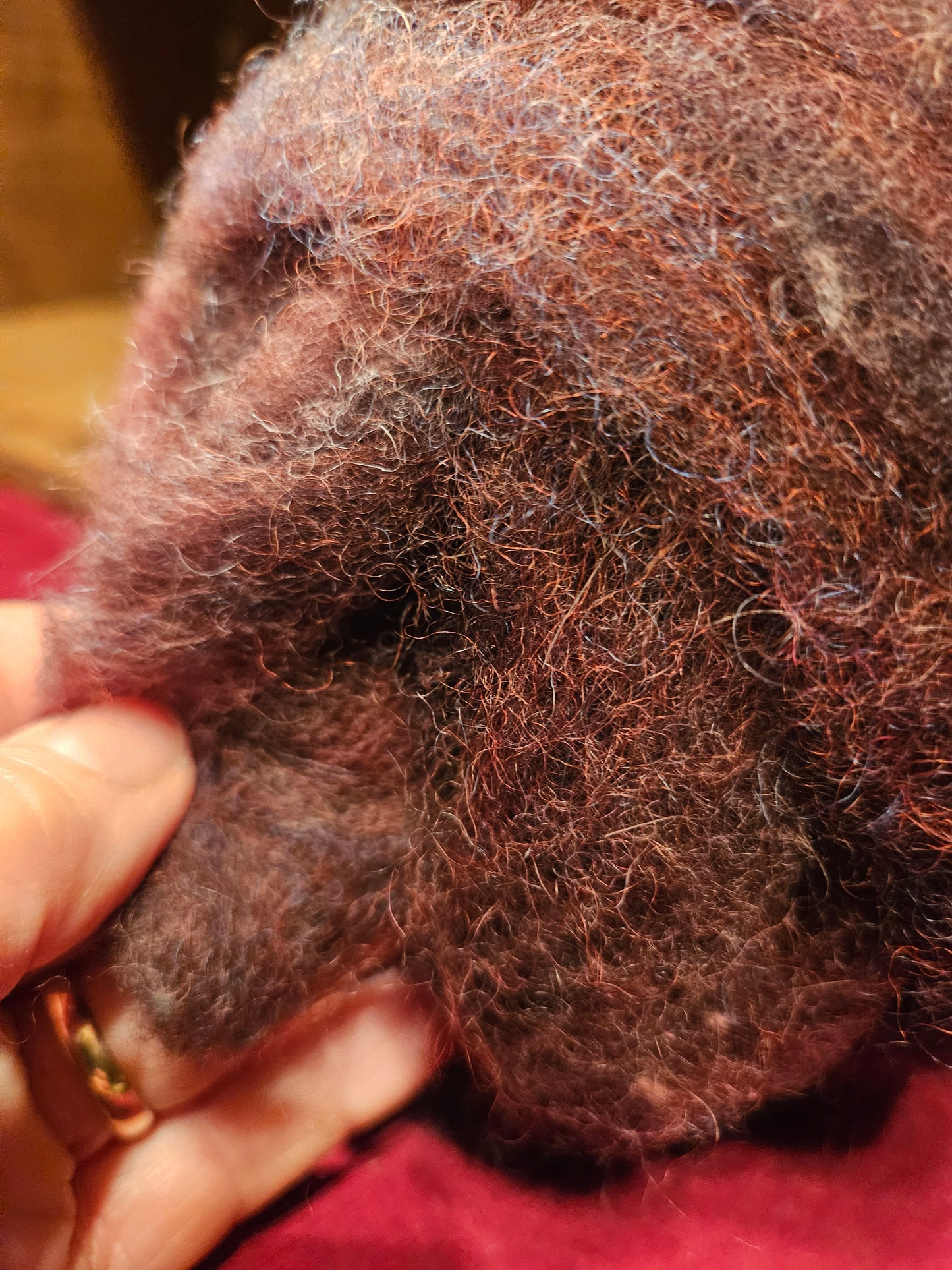 Farm Raised Romney Sheep Wool and Angora blended 70/30 Burgandy- Rose Swirl Very Soft Handspinner Ready