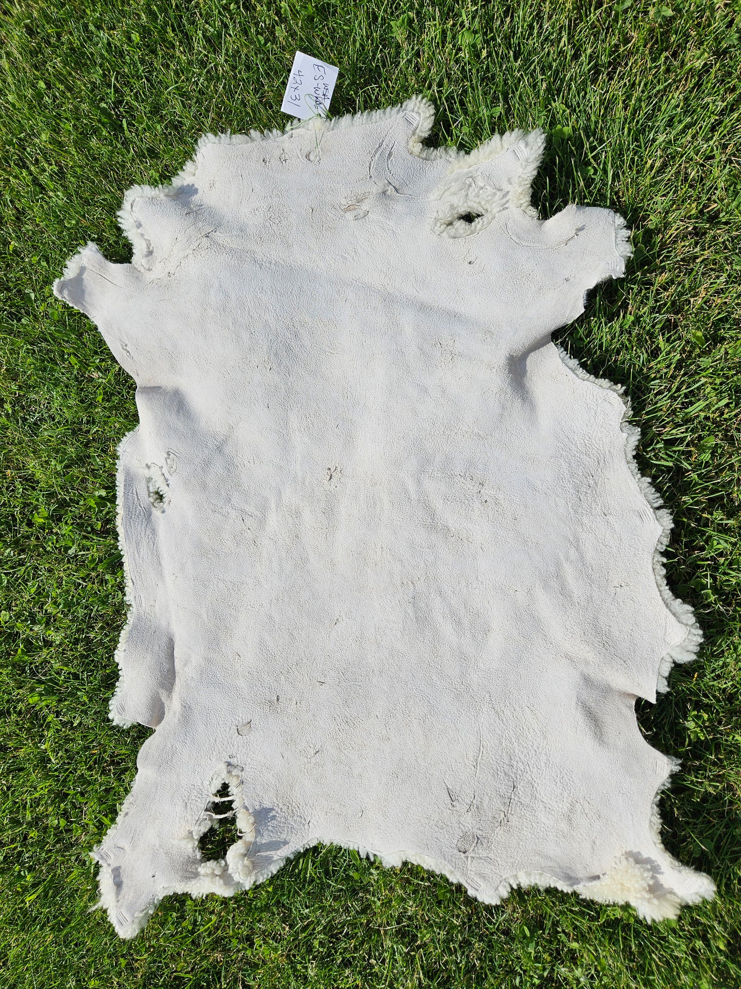 Sheepskin ESWSA-250 White Romney 42"x 31"