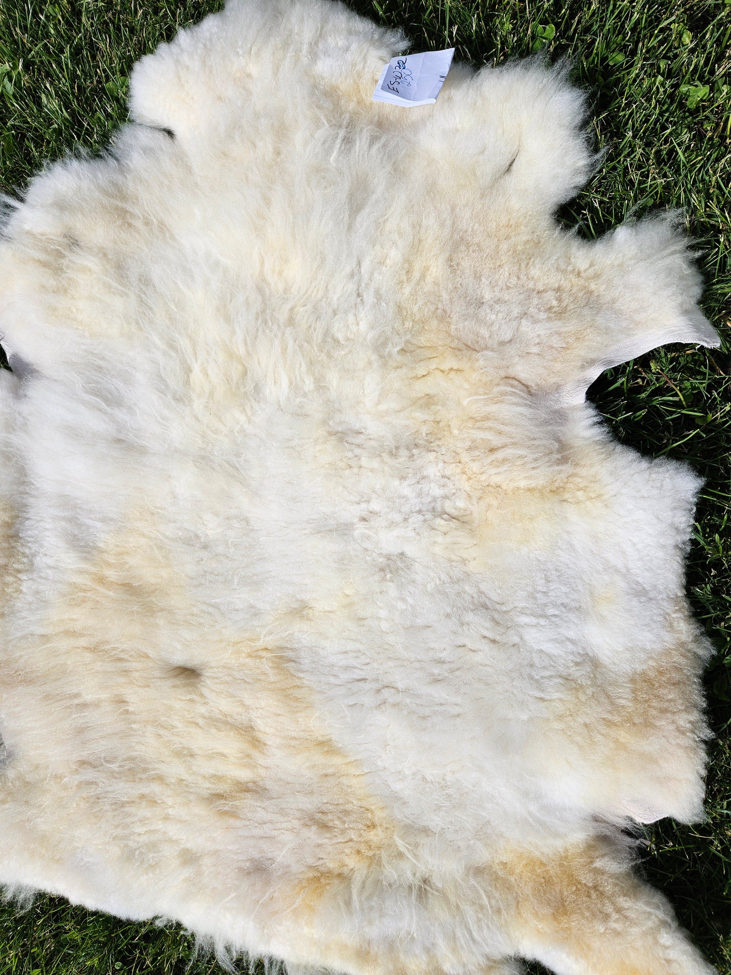 Sheepskin ESWC-250 WHite Romney 41 x 27 Inch