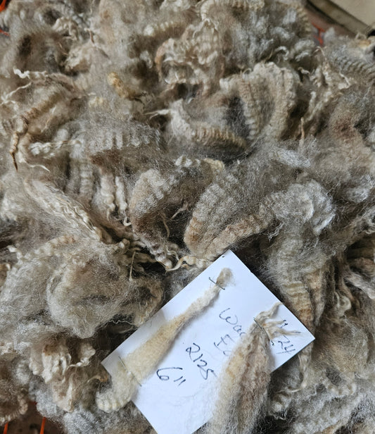 Raw Romney Silver Fleece "Lady-mb"