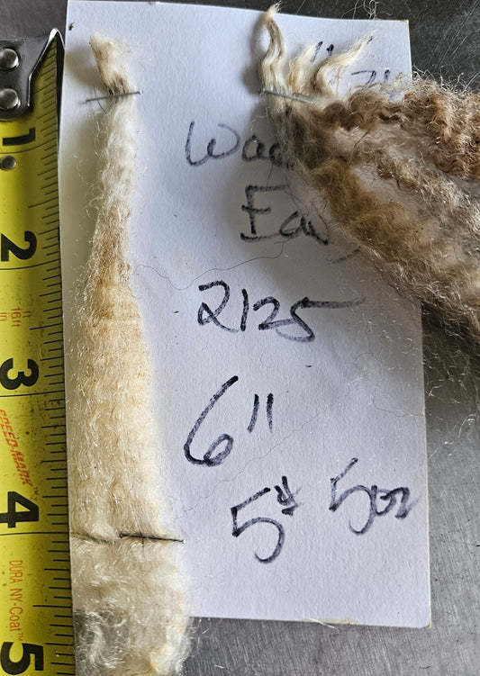 Raw Romney Silver Fleece "Lady-mb"