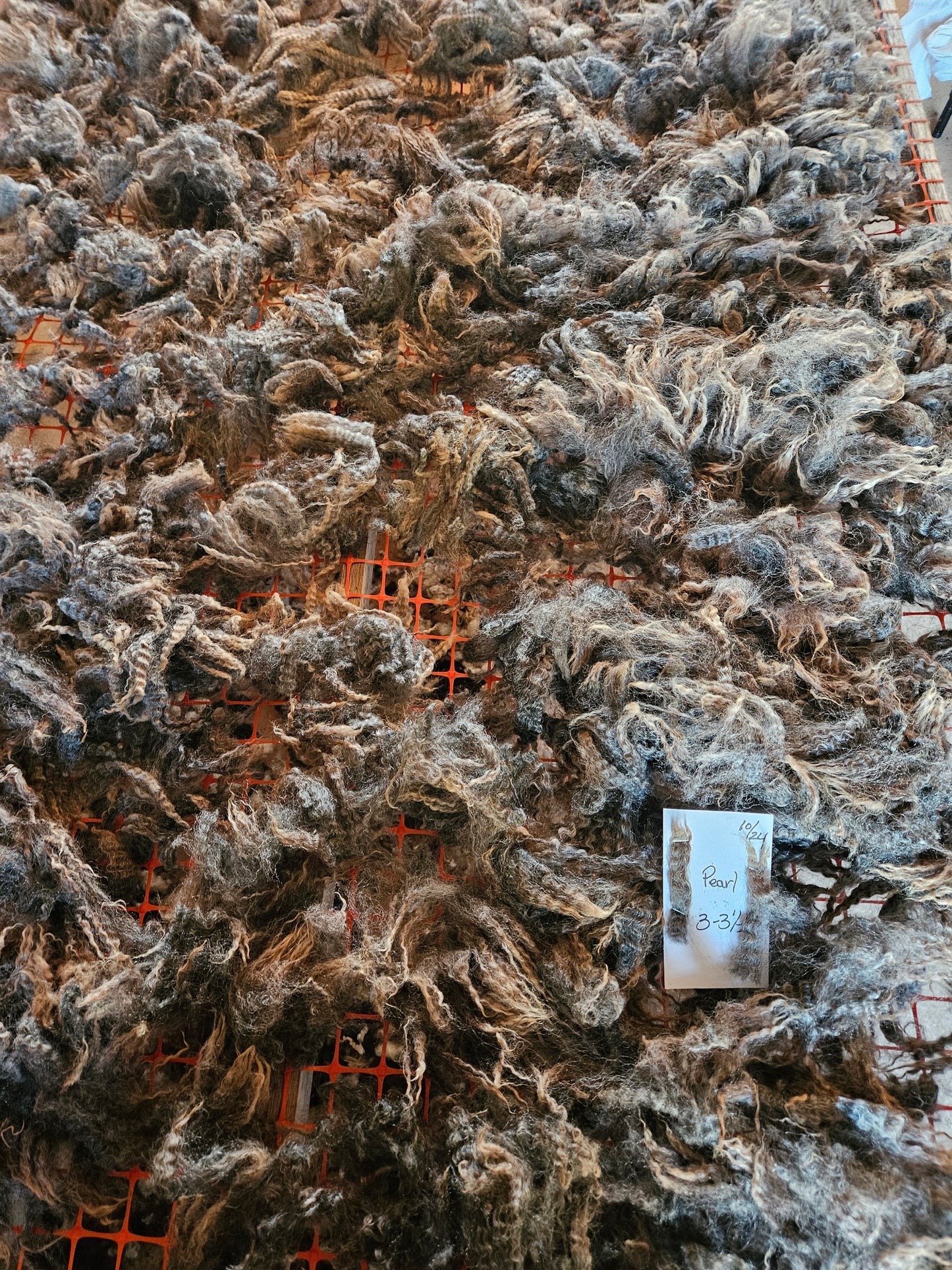 Raw Fleece Silver Romney Lamb 3LPearl