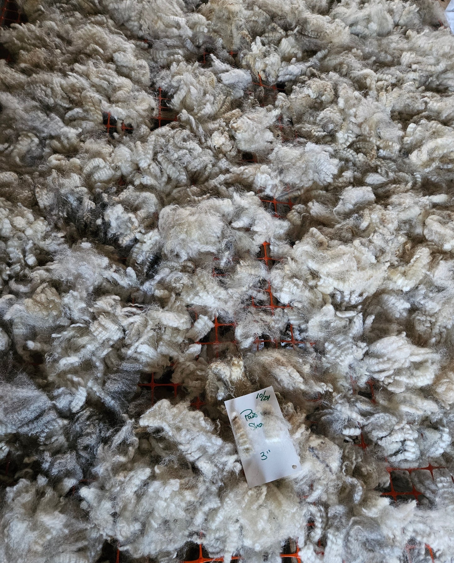 Raw Romney Silver Yearline Ewe Fleece 3LPaisley