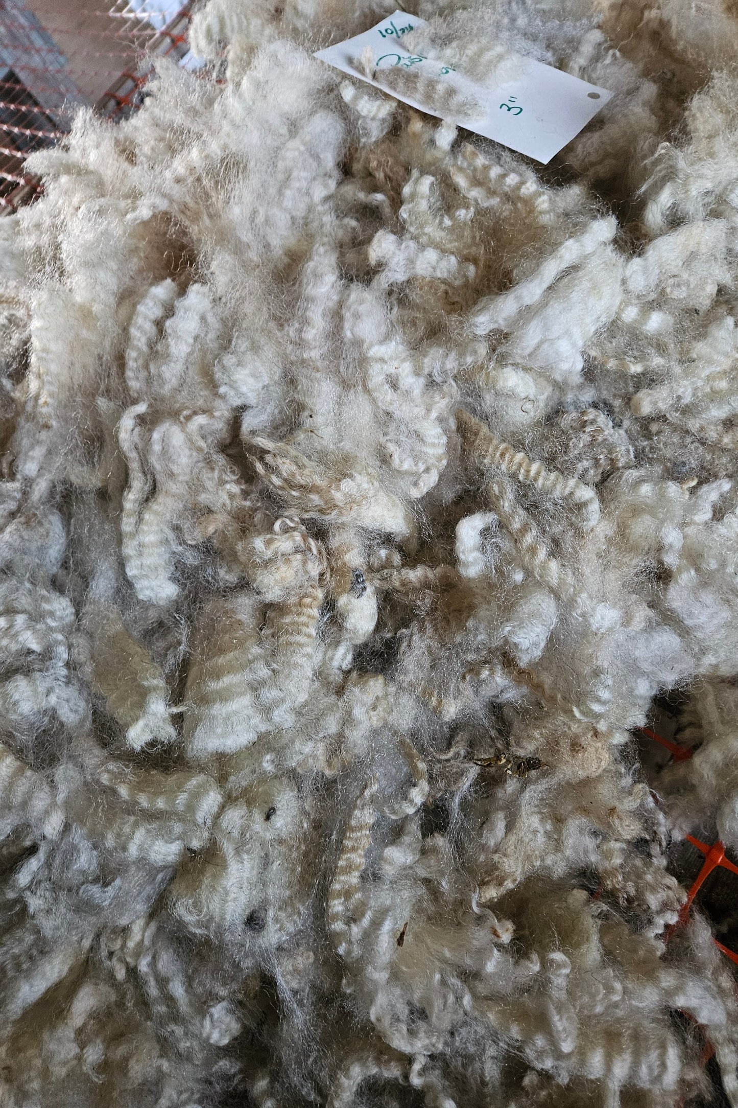 Raw Romney Silver Yearline Ewe Fleece 3LPaisley