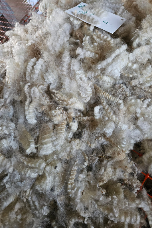 Raw Romney Silver Yearling Ewe Fleece  3LPaisley