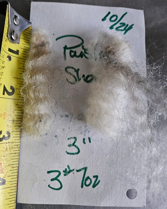 Raw Romney Silver Yearling Ewe Fleece  3LPaisley