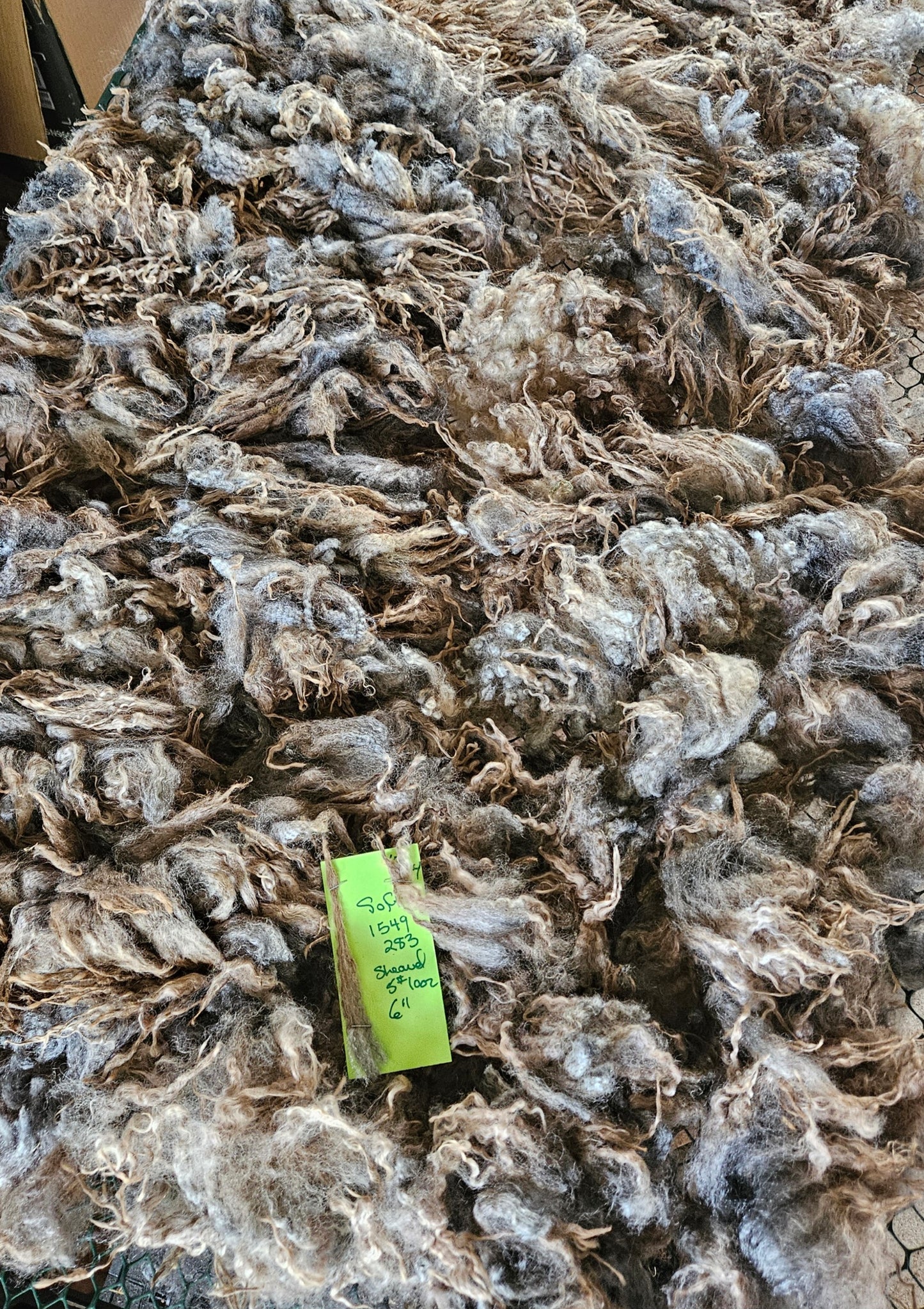 Raw Fleece Romney Silver Ewe 3L1549