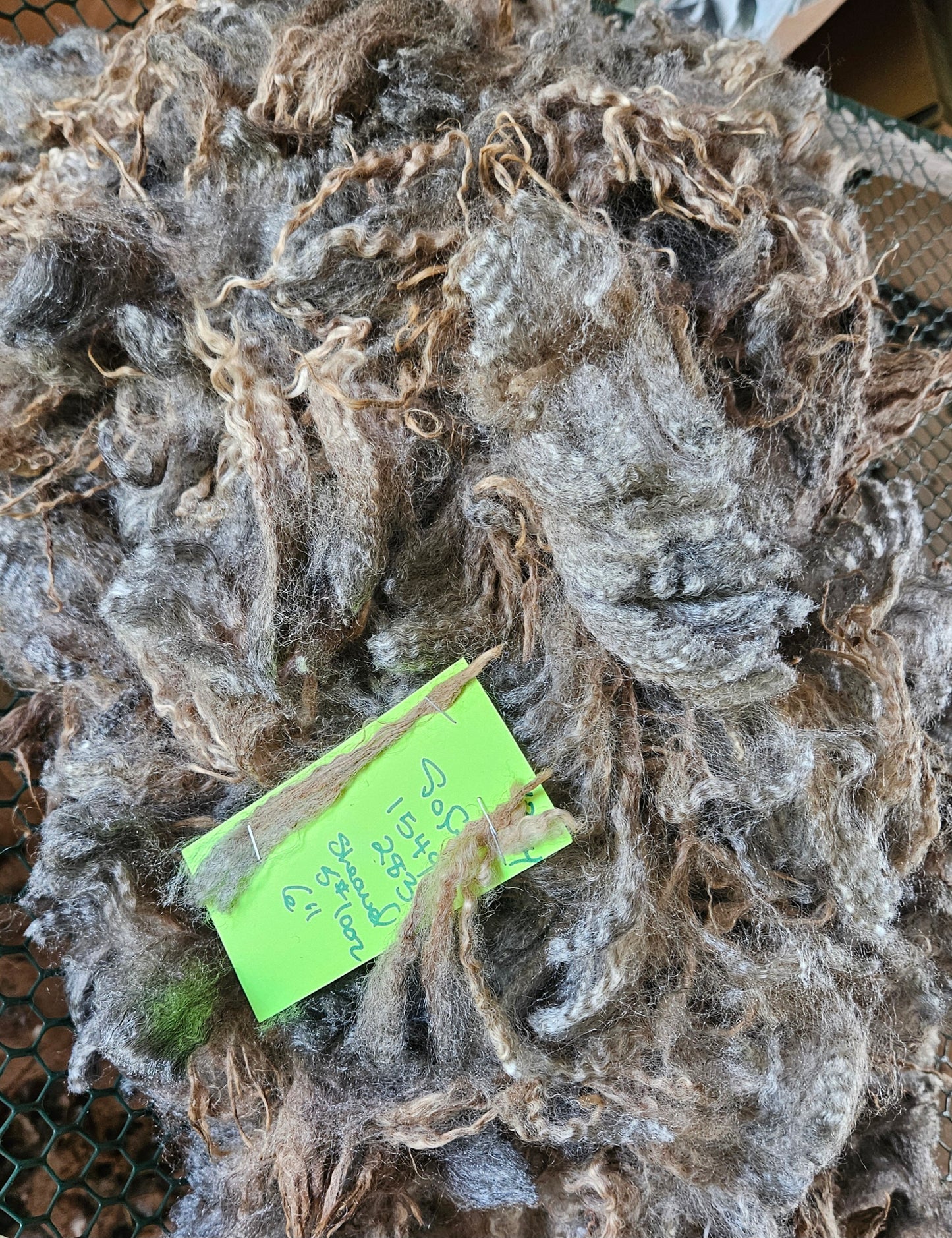 Raw Fleece Romney Silver Ewe 3L1549