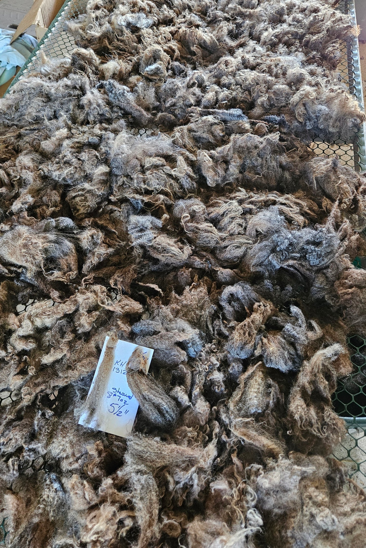 Romney Fleece Natural Silver Gray Yearling Ewe KH1312