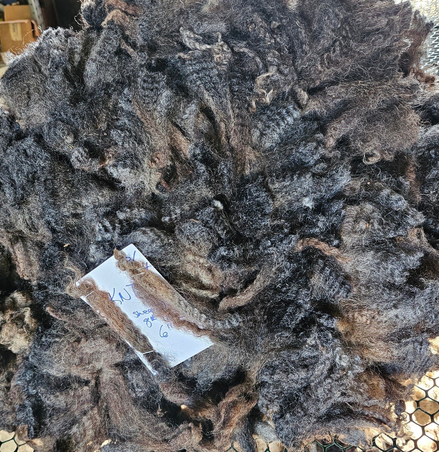 Romney Fleece Natural Iron Gray Ewe KNT