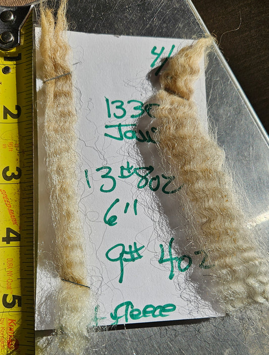 Raw Romney Silver Fleece 3LS"Jaws"