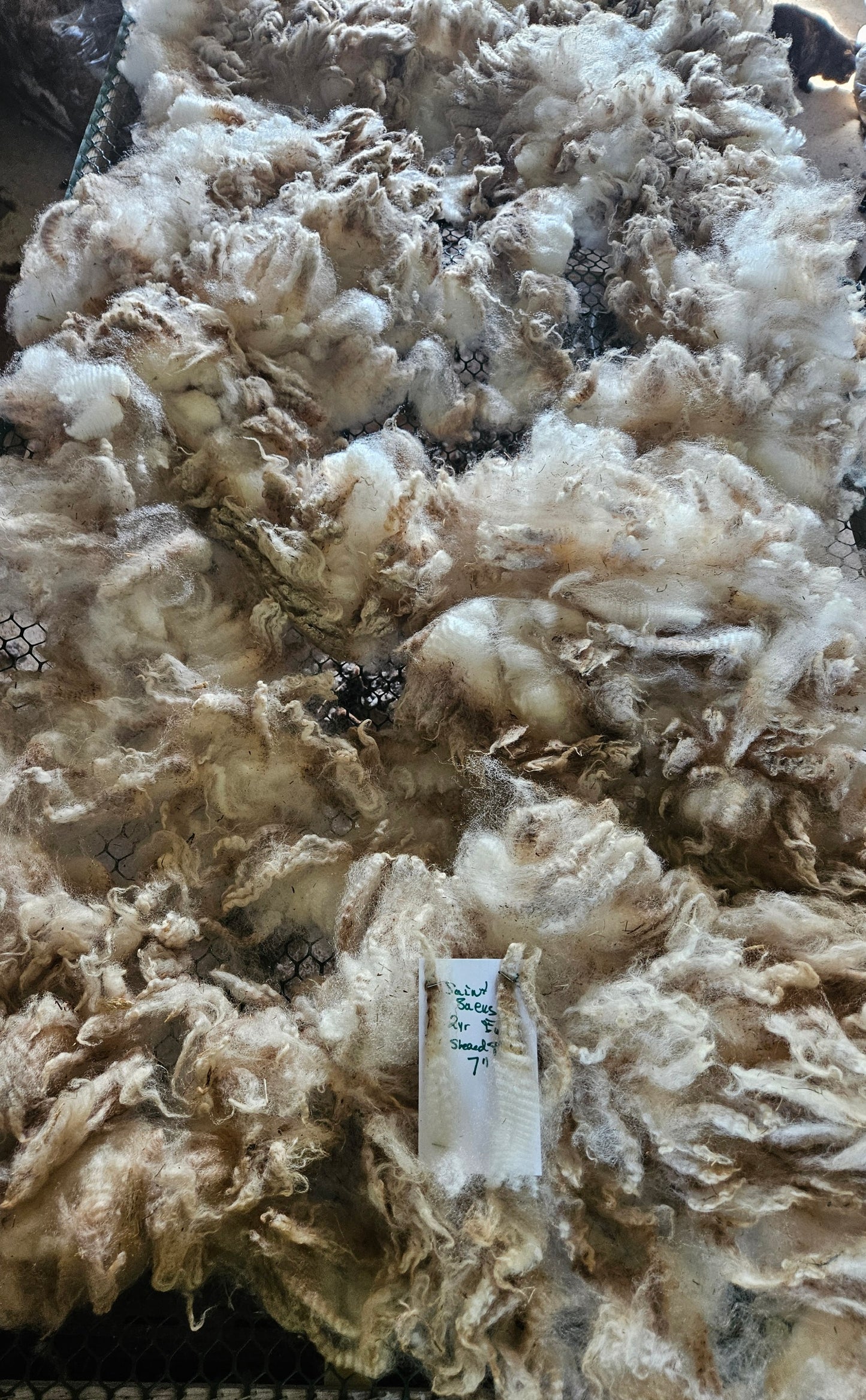 Raw Fleece Romney White Ewe "Saint Seus"