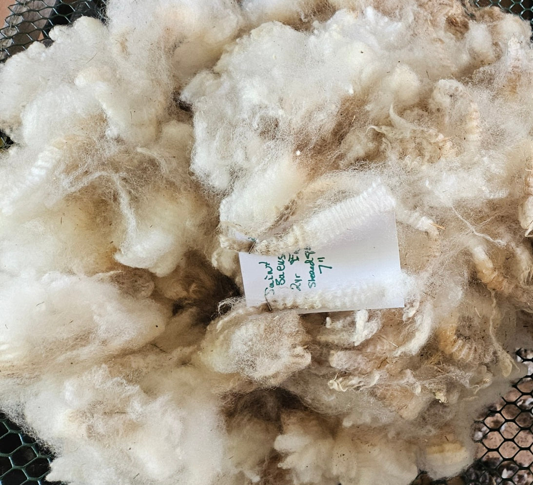 Raw Fleece Romney White Ewe "Saint Seus"