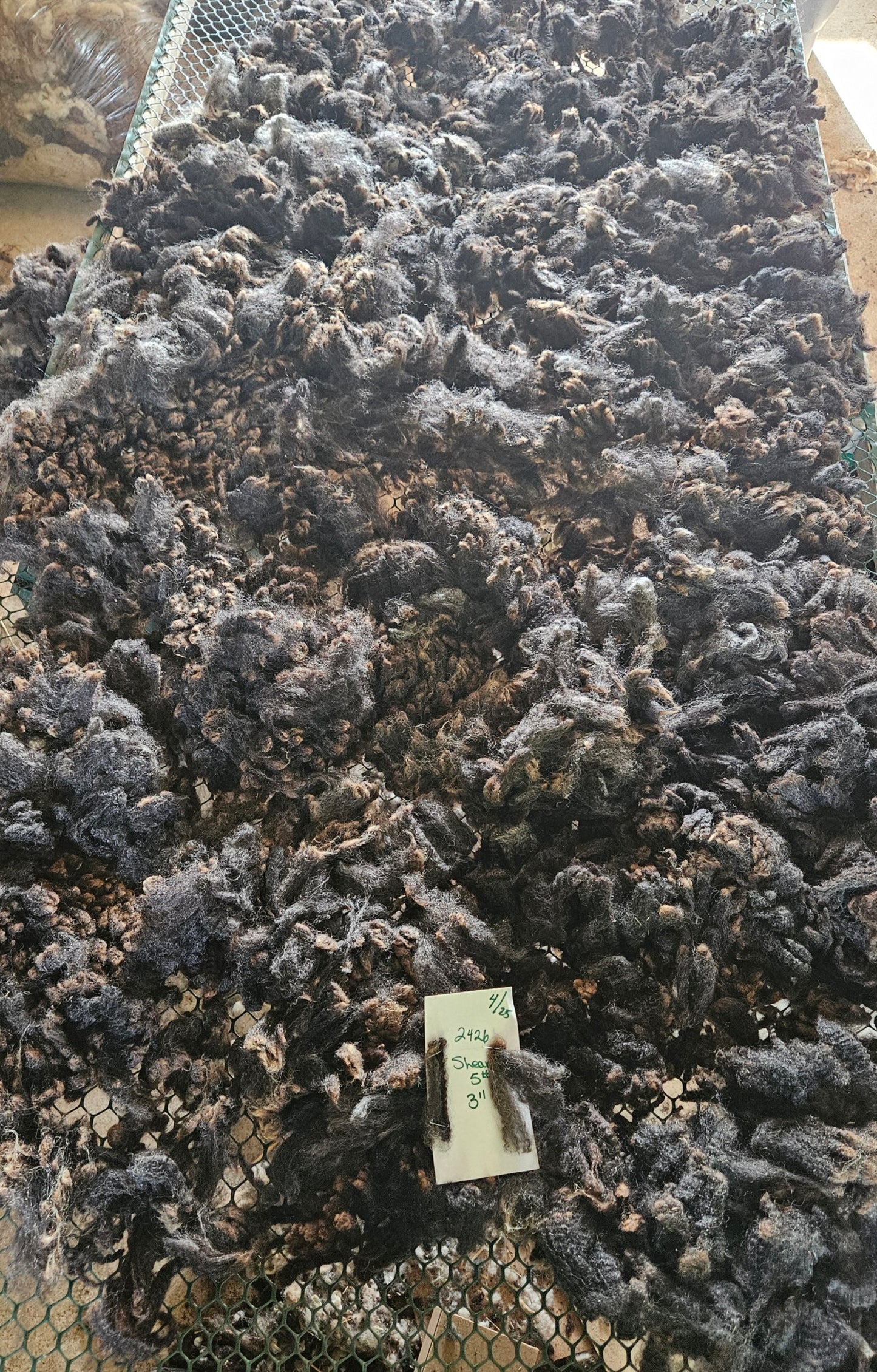 Raw Fleece Romney Black Lamb 3L2426