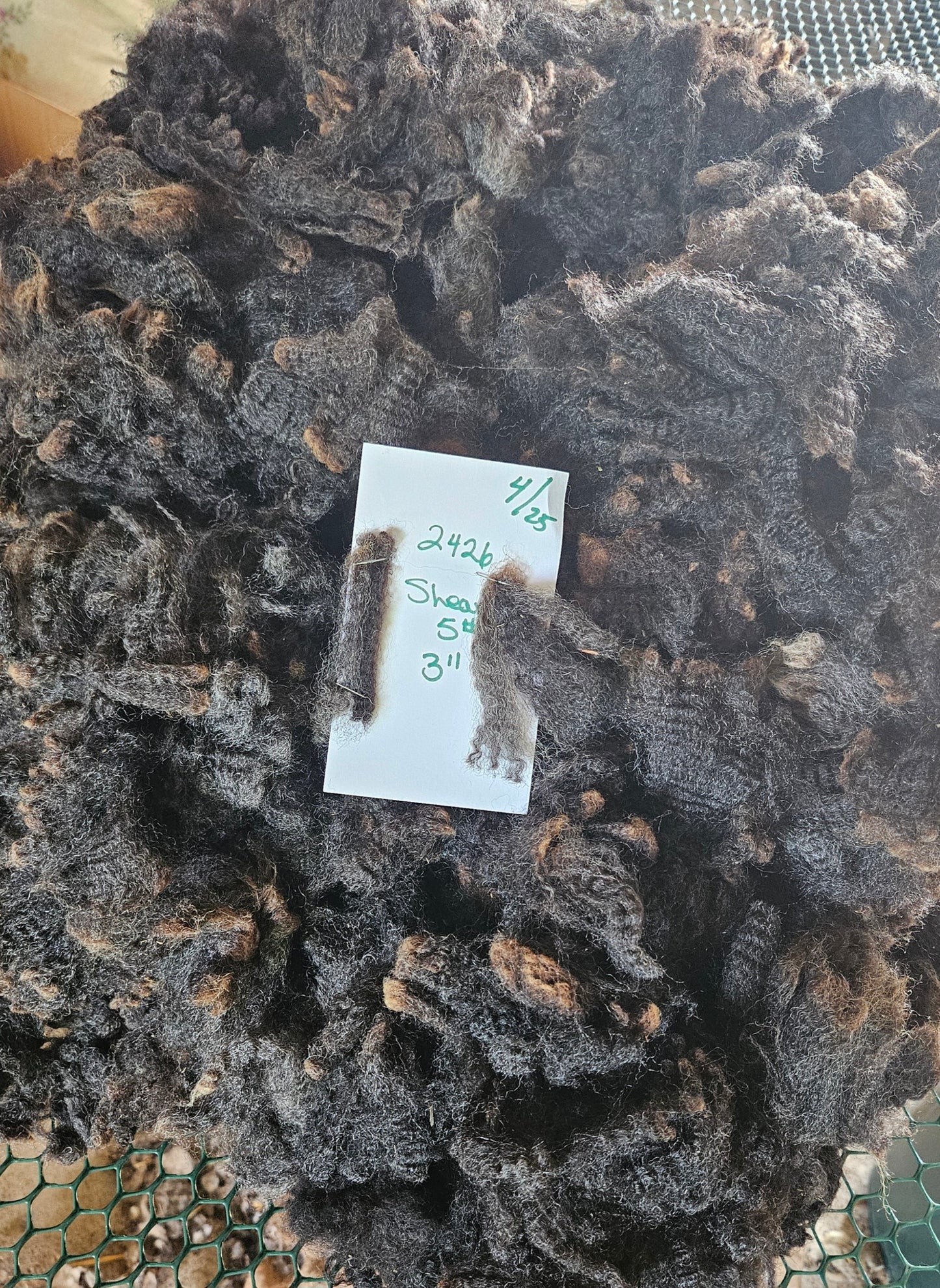 Raw Fleece Romney Black Lamb 3L2426
