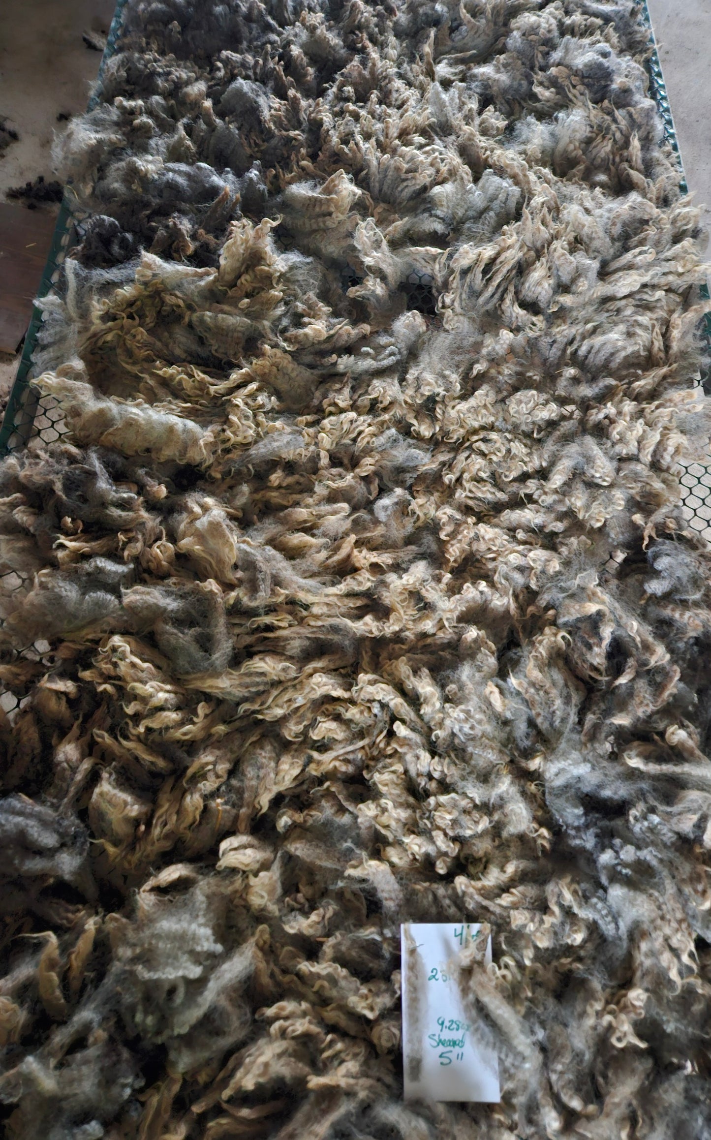 Raw Romney Fleece Silver Ewe 3L2315