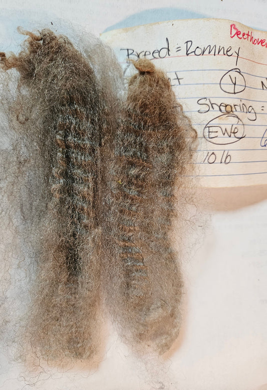 Romney Silver Raw Fleece- " Beethoven mb