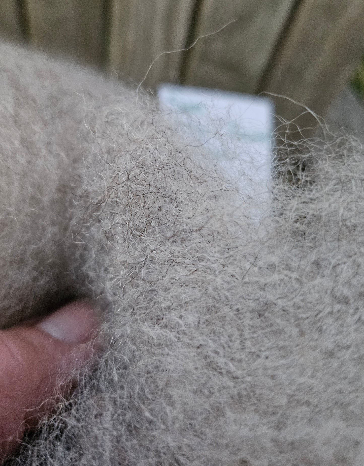 Roving Natural Silver RSam 100% Romney 2ounces