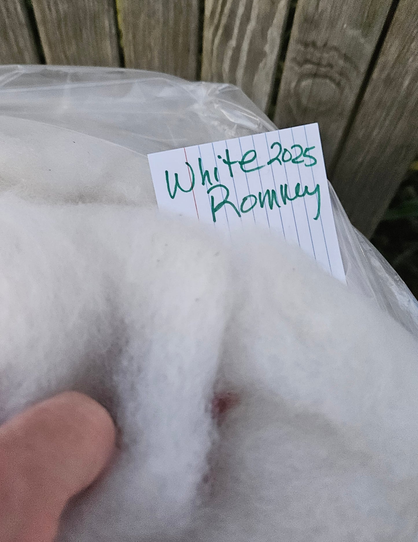 ARoving White R2025 100% Romney