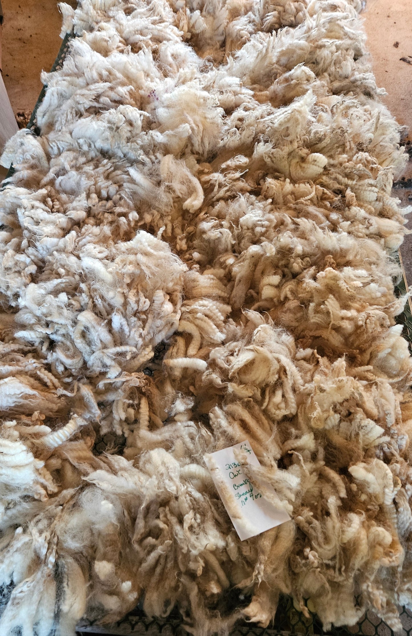 Raw Romney White Yearling Show Fleece - 3LS 2413