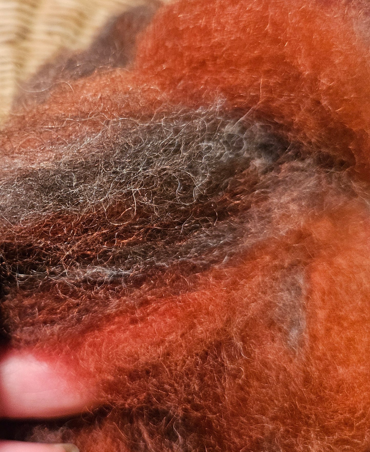 BNRoving Gray Lamb/ Brazilwood swirl 100% Romney Lamb RRLG4-0.5 ounce