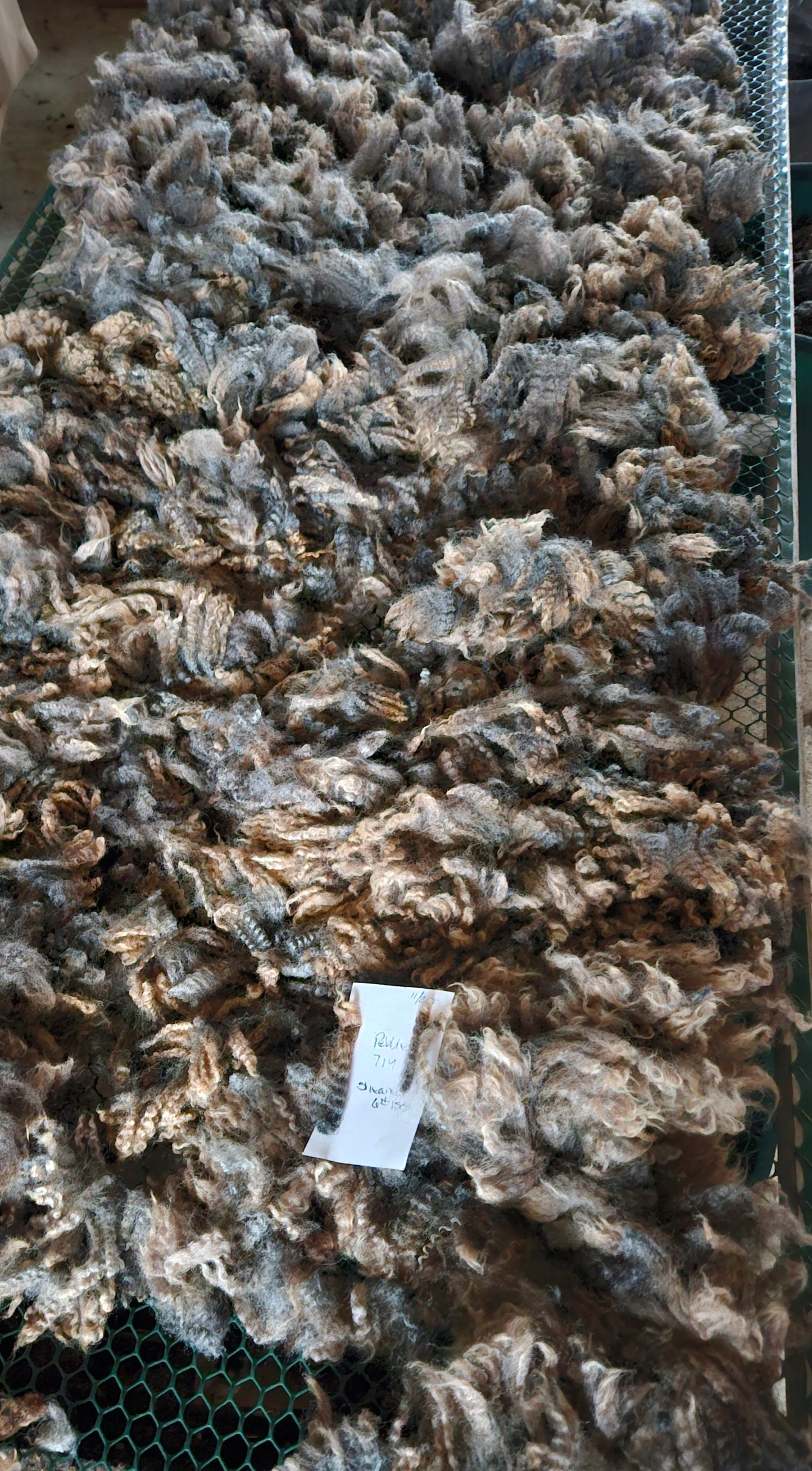 Raw Fleece Silver Romney "Pebbles"