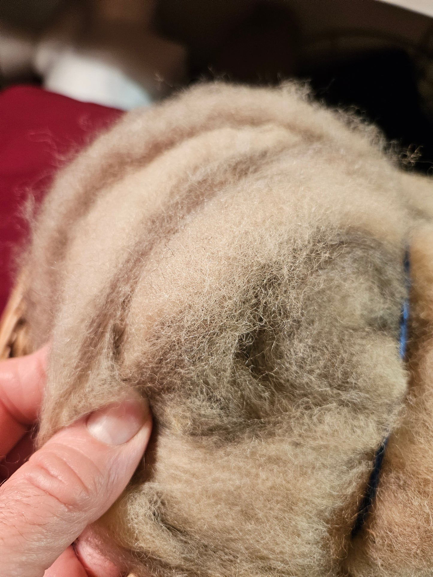 BNRoving Butternut Dyed 100% Romney RBS9- 1.4 ounces