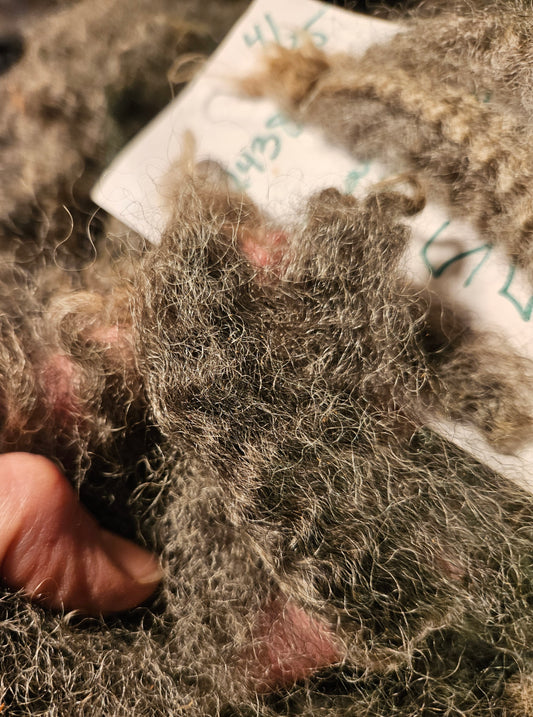 Raw Romney Fleece Pewter Ewe- 3LS "2438"