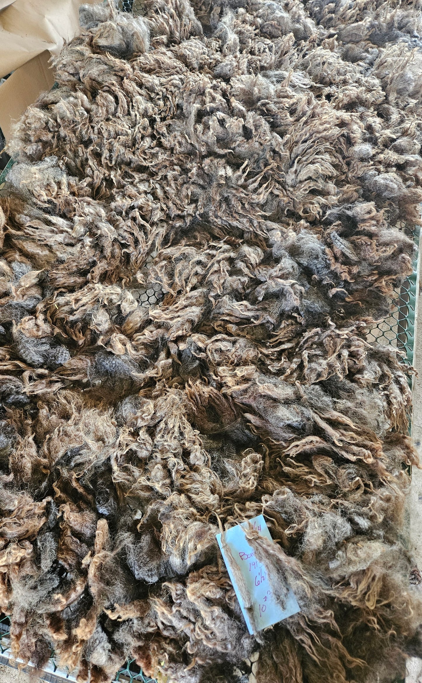 Raw Romney Fleece Natural Iron Gray Ewe 3L1913 "Bonnie"
