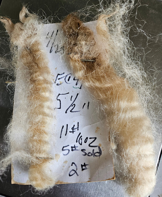 Raw Romney Fleece White Ewe EC41
