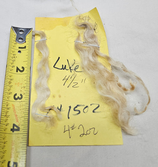 Raw Romney x Teeswater White Wether Fleece Luke