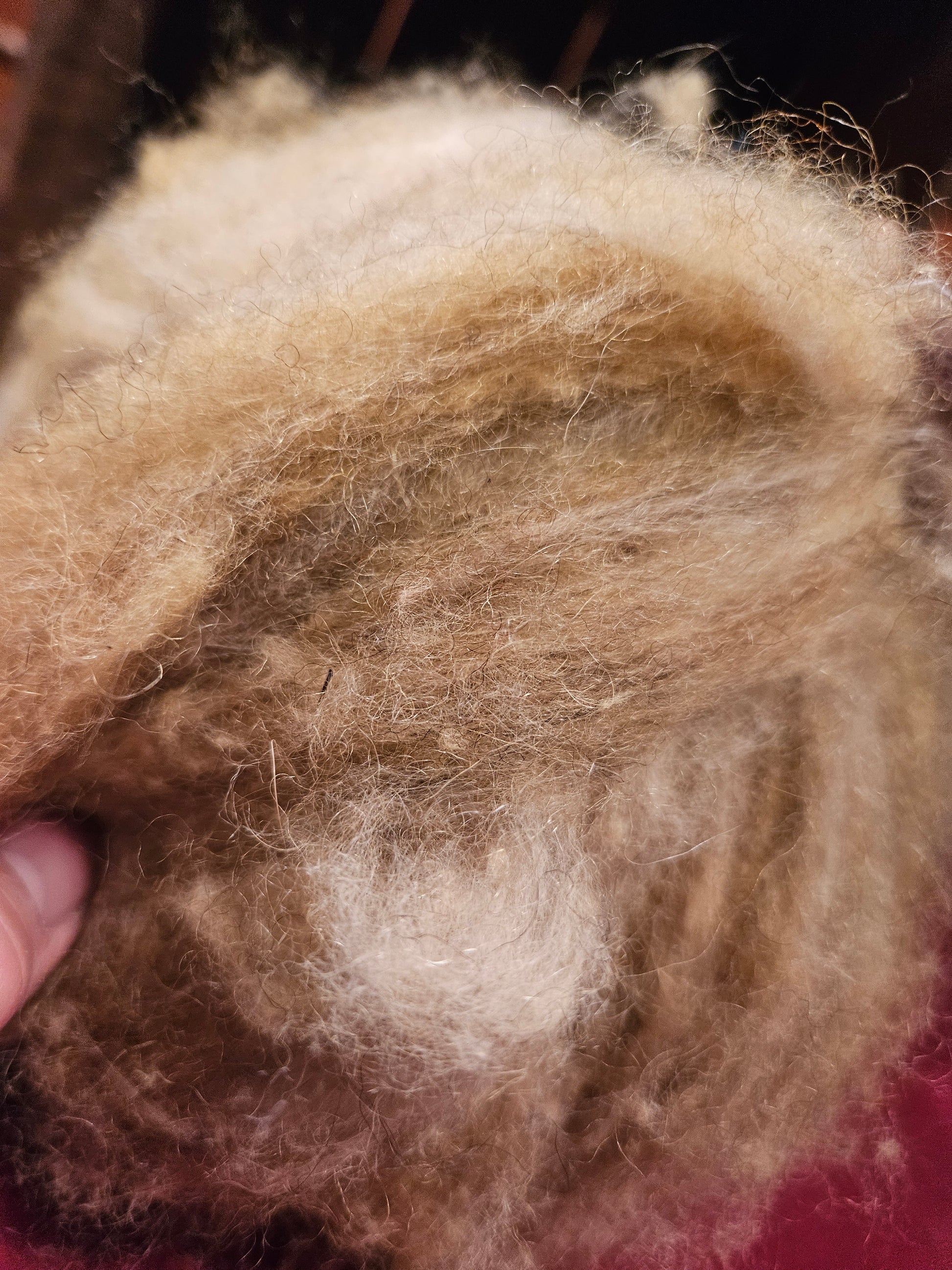 Farm Raised Romney Sheep Wool and Angora blended 70/30 Soft heathered yellow Very Soft Handspinner Ready