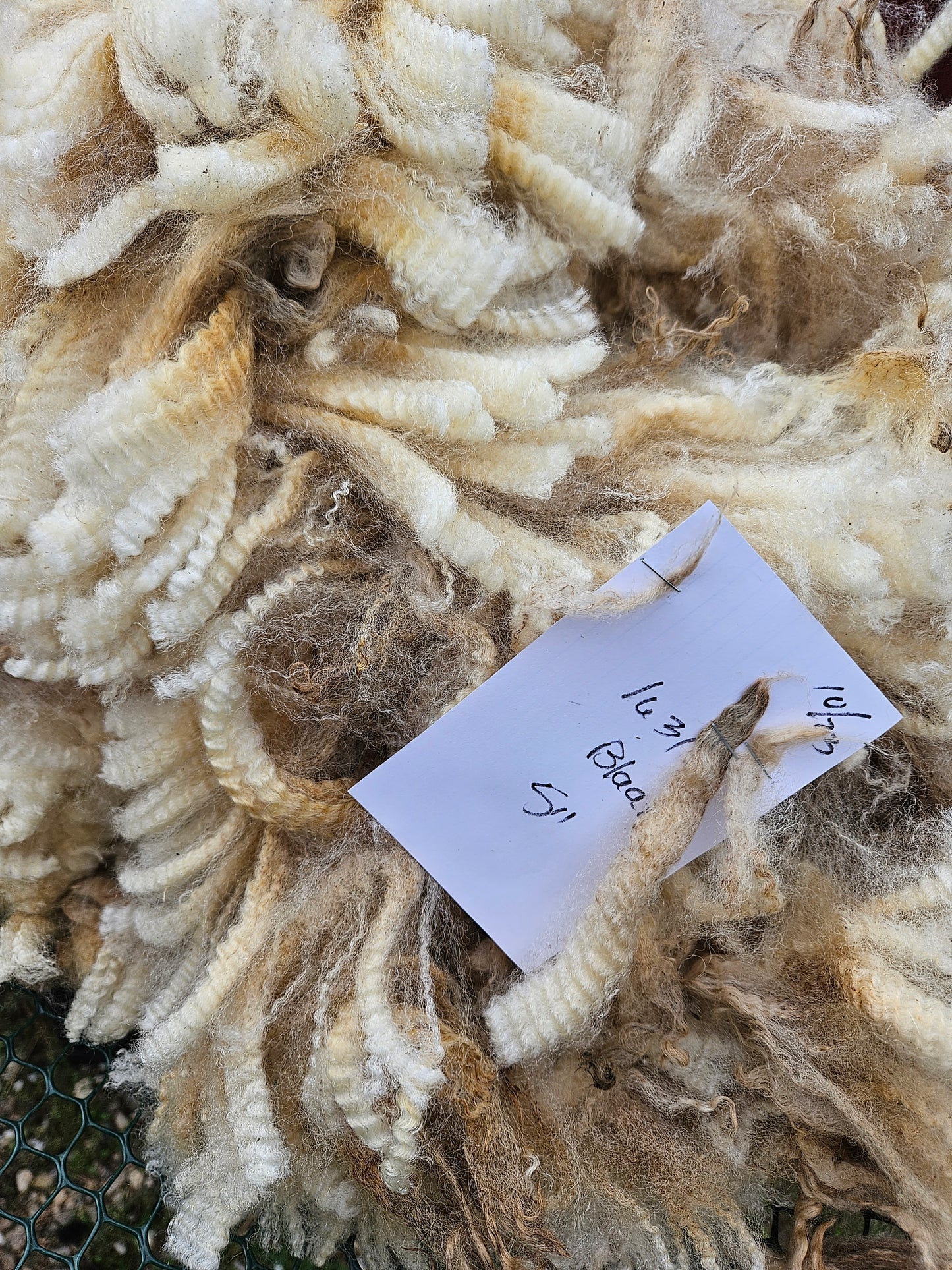 Romney White Raw Fleece -Blaat~