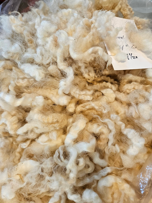 Raw Fleece 3L&S Farms Michigan Romney Wool Fleece For Sale