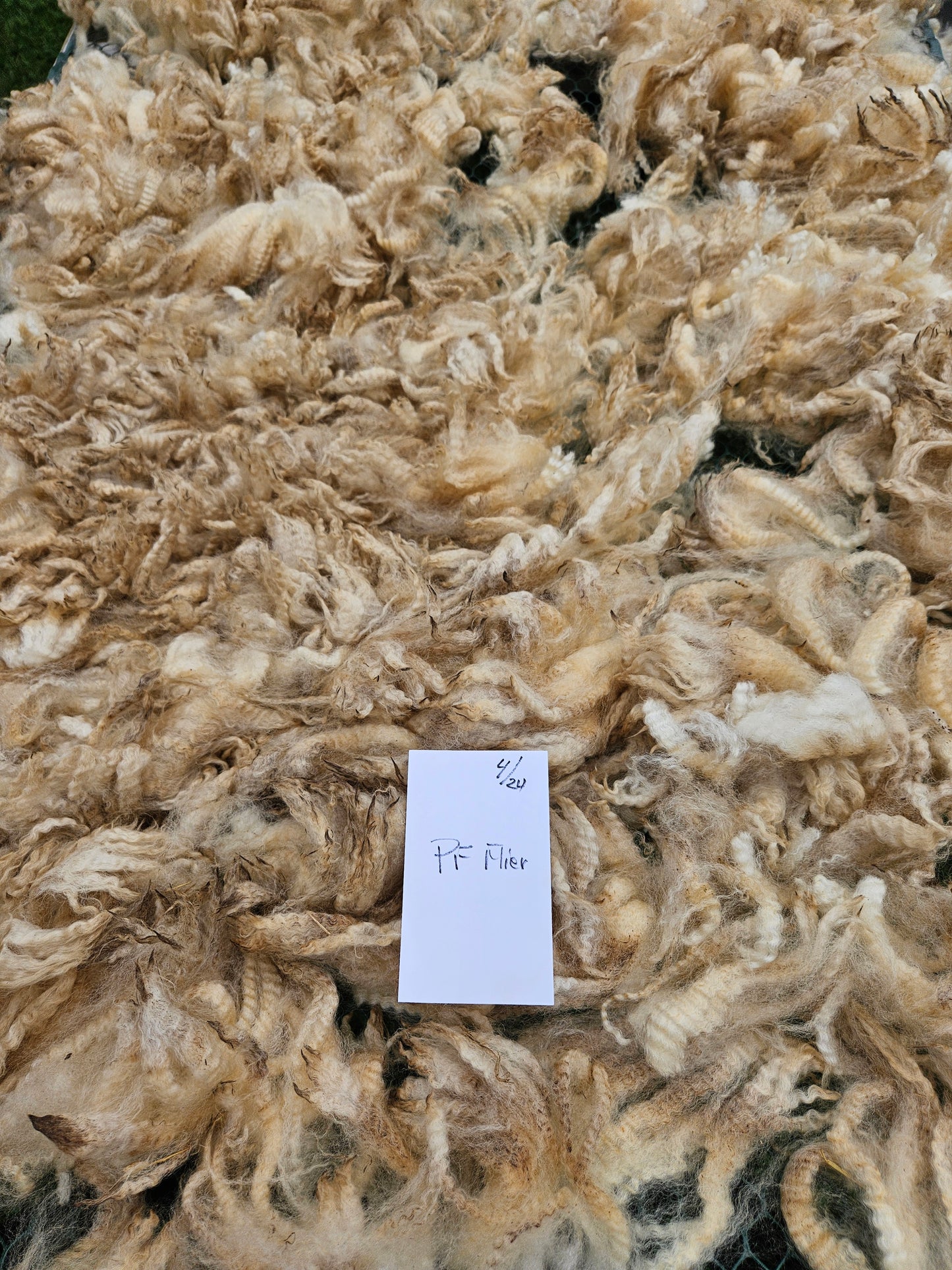 Raw Romney White Fleece PF"Fli-er"