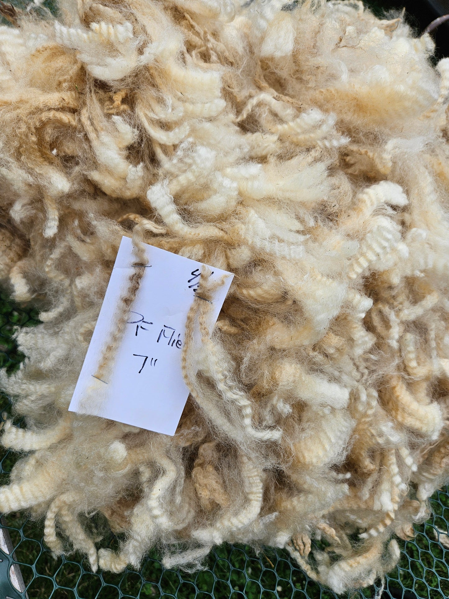 Raw Romney White Fleece PF"Fli-er"