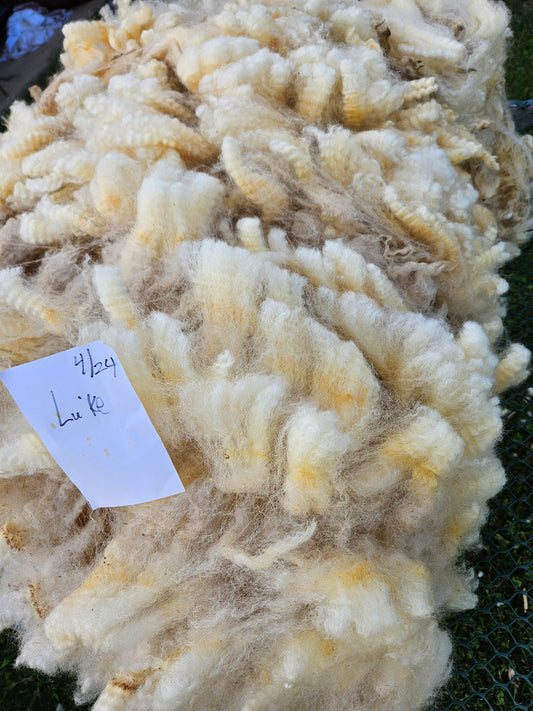 Raw Romney White Fleece 3L"Lu'ke"