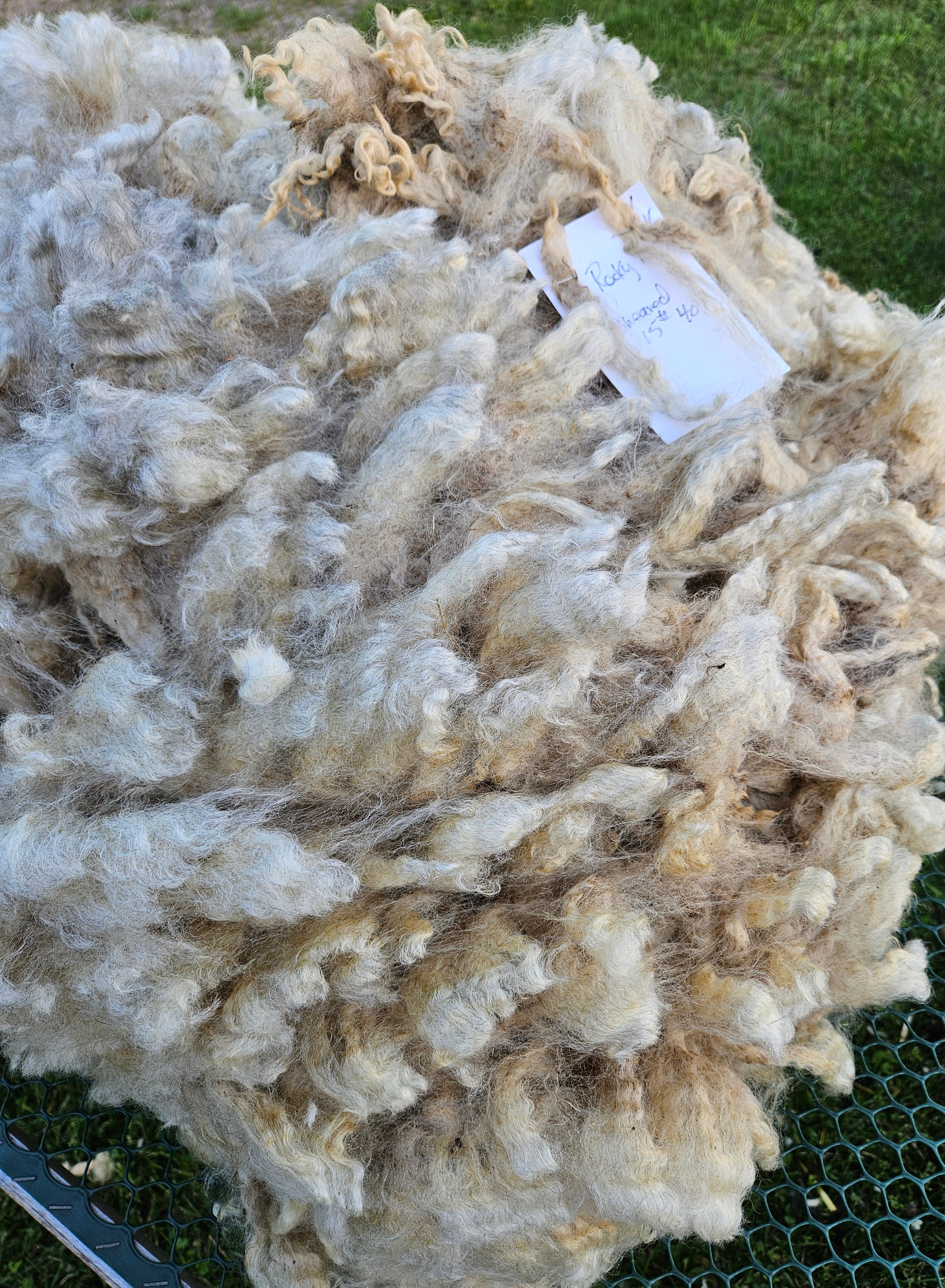 Raw Romney x Lamb Fleece #3 popular