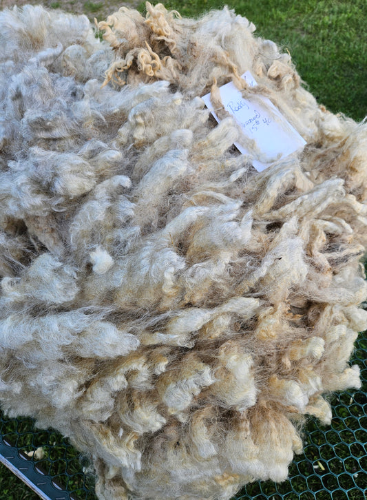 Raw Romney Silver Fleece "Rocky Top"