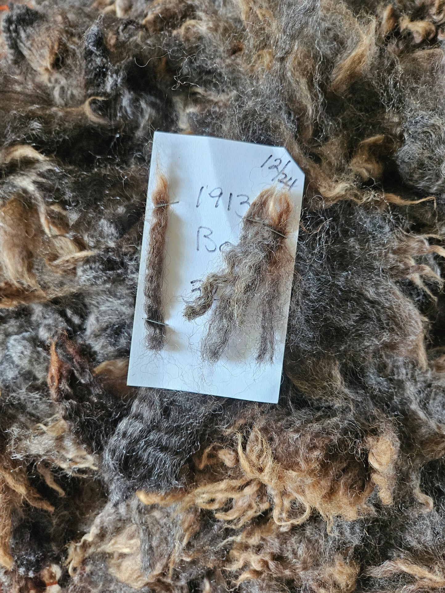 Raw Fleece Silver/Gray Romney 3LThe Clown