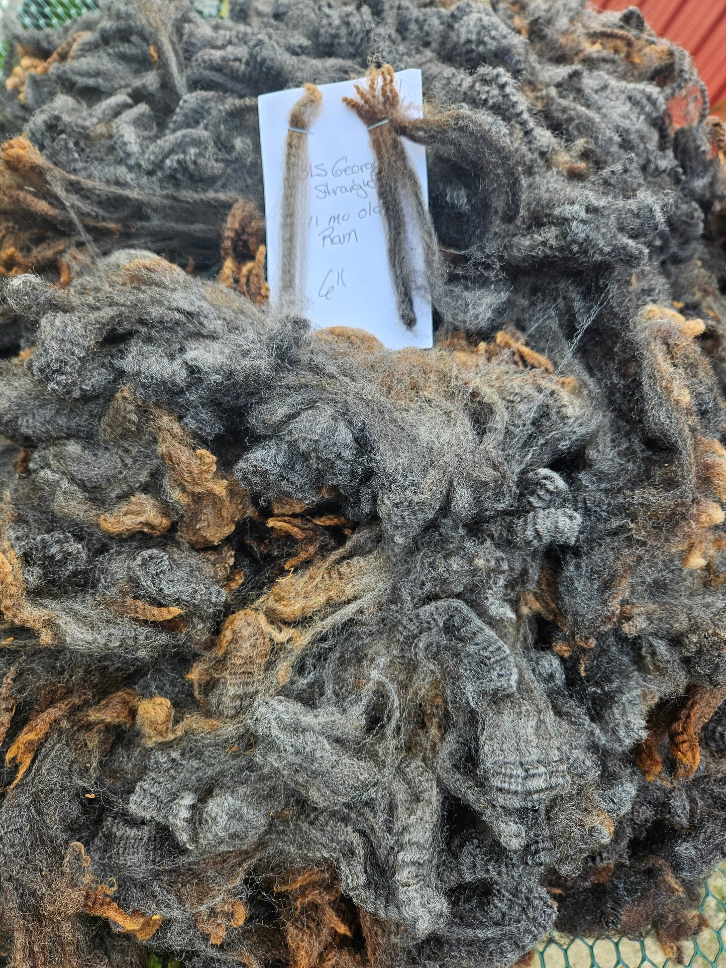 Raw Romney Natural Color Yearling Fleece 3LS "George Strait""