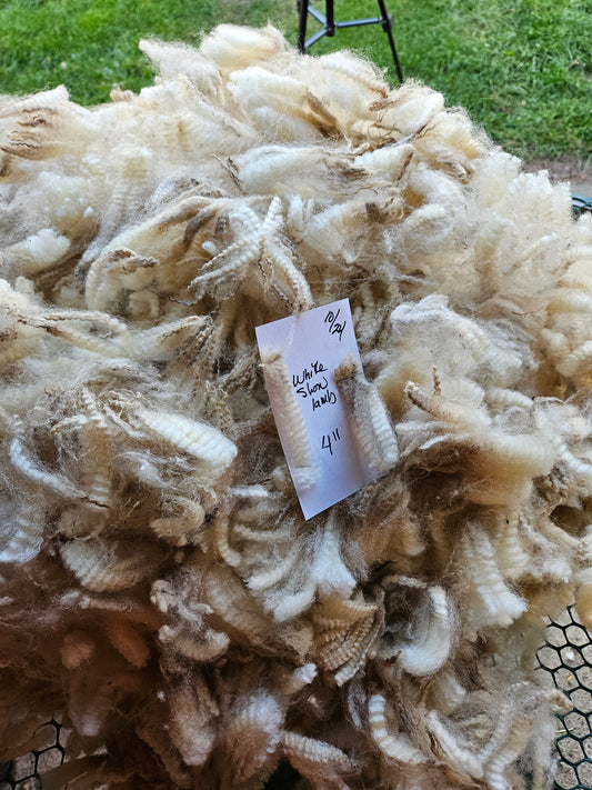 Raw Romney White Ewe Lamb Fleece - 3LSLittle Lady