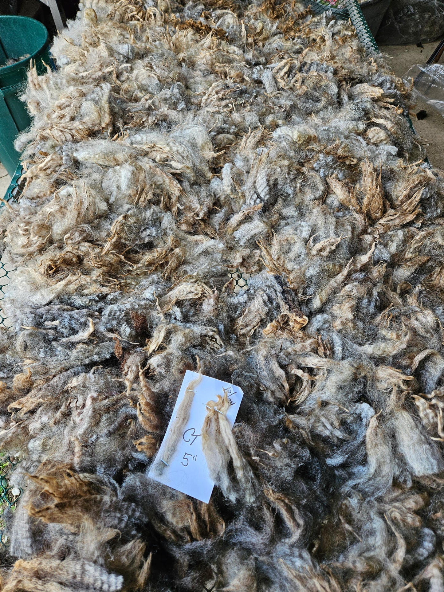 Raw Romney Fleece Silver Ewe- 3LS "CT"