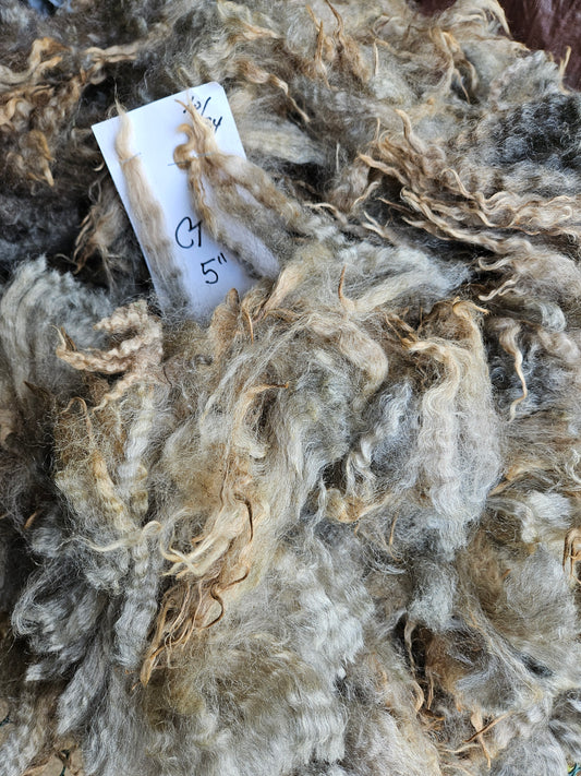 Raw Romney Fleece Silver Ewe- 3LS "CT"