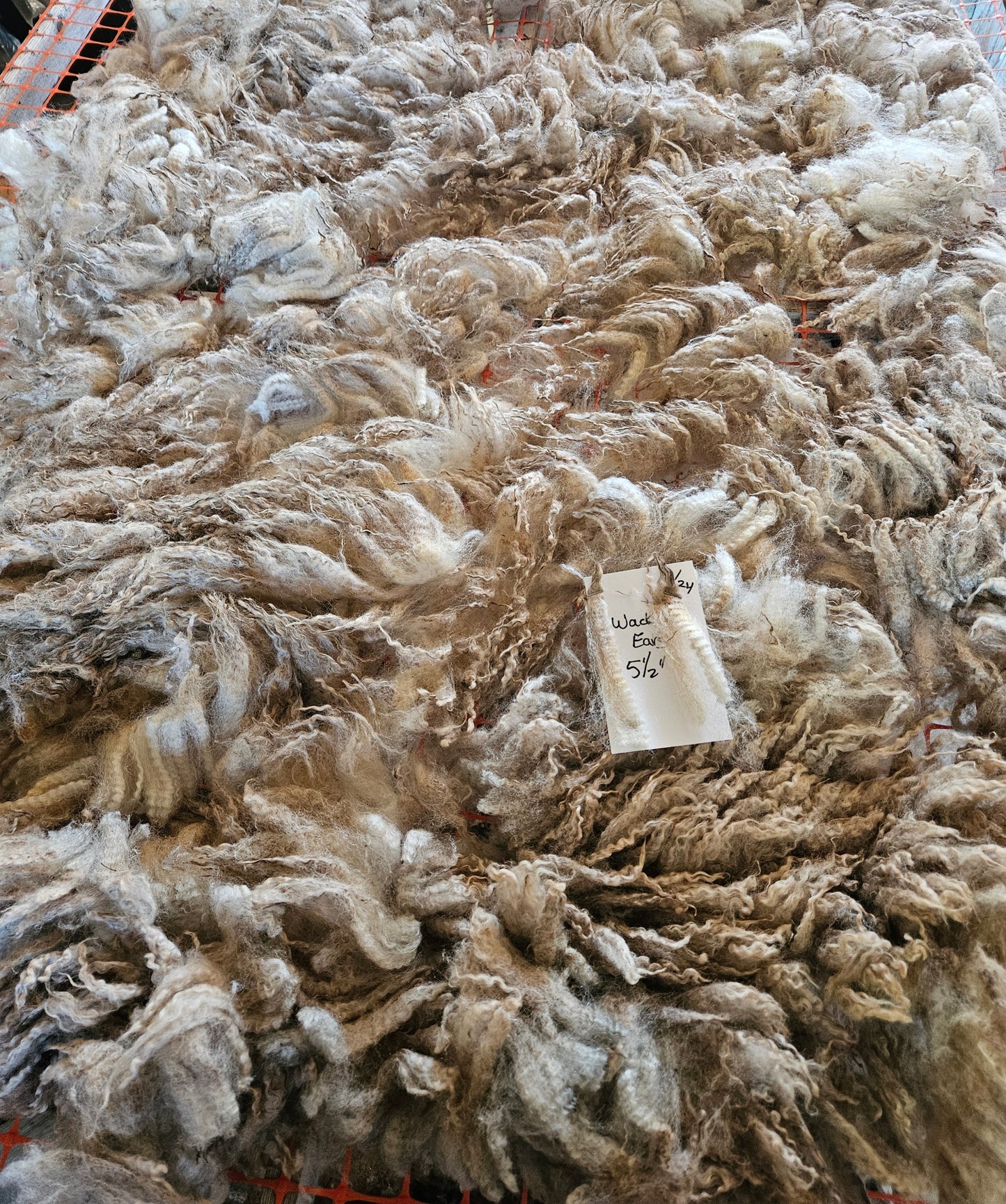 Raw Romney Fleece Silver Ewe 3L2125 "Wacky Ears"