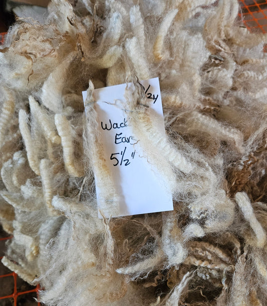 Raw Romney Fleece Silver Ewe 3L2125 "Wacky Ears"