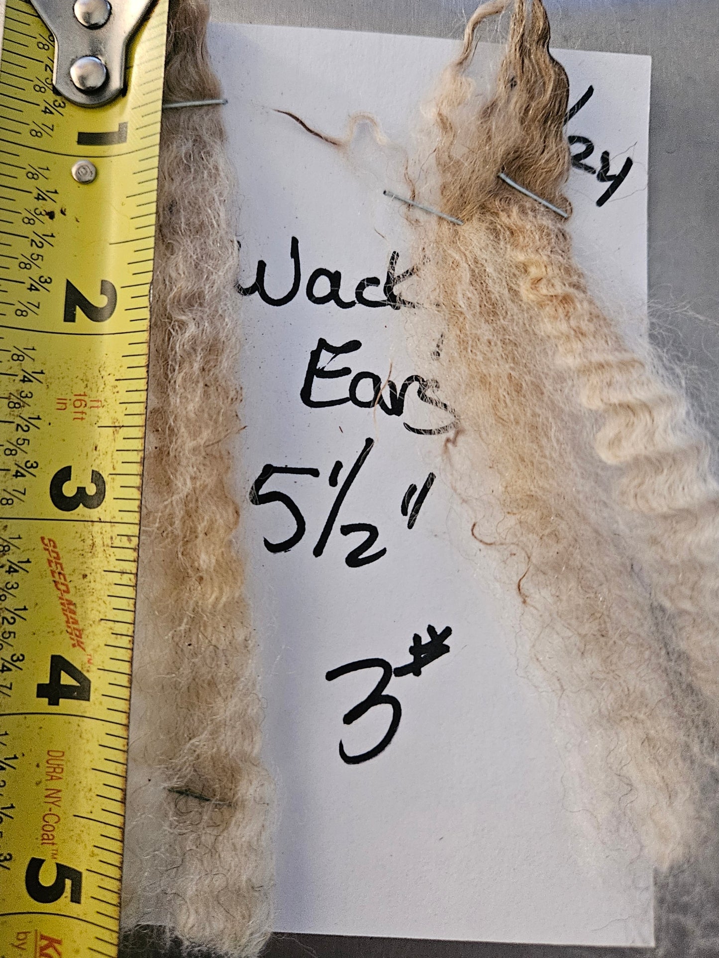 Raw Romney Fleece Silver Ewe 3L2125 "Wacky Ears"