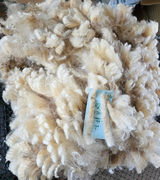 Raw Romney Fleece White Ewe 3LCarmel