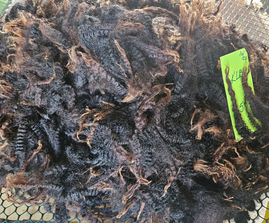 Raw Fleece Romney Black Ewe Lamb KLB2