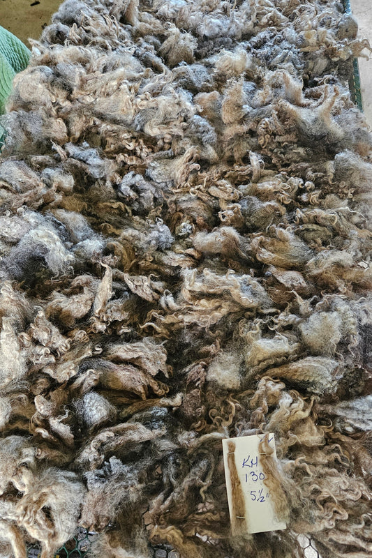 Romney Raw Fleece Silver Gray Ewe KH1307